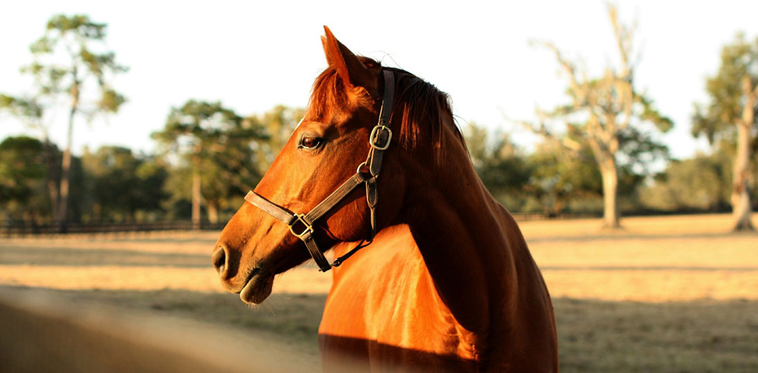 dr-luis-fazenda-dvm-ivas-integrative-veterinary-medicine-sports-rehab