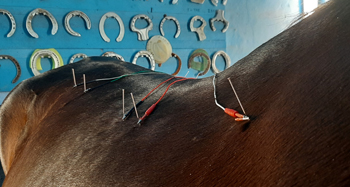 Equine Acupuncture