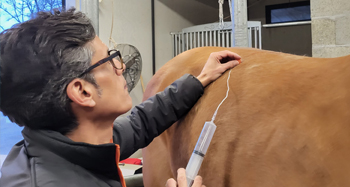 Equine Ozone Therapy By Dr. Luis Fazenda